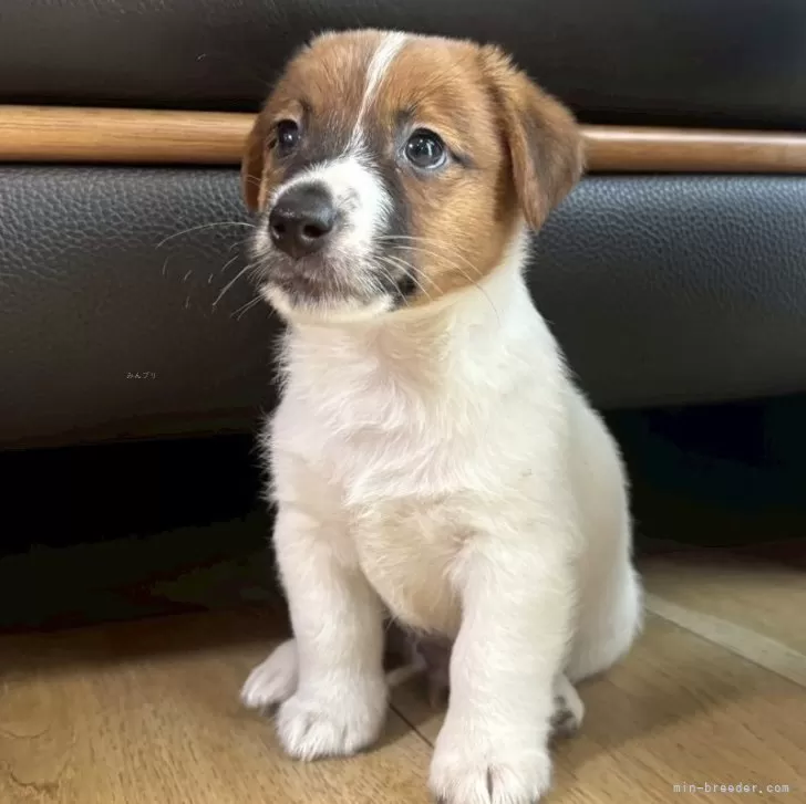 S.S 様のお迎えした子犬