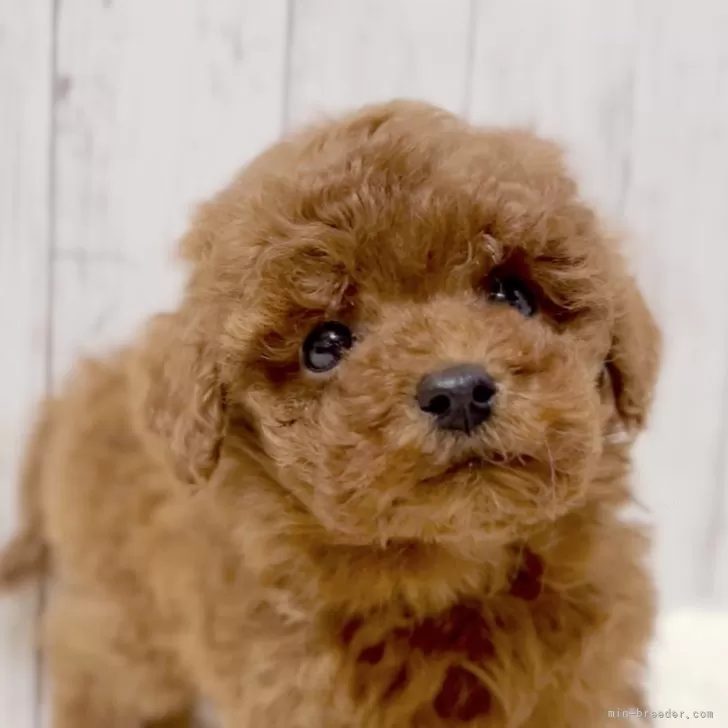 ID：2412-03823の子犬