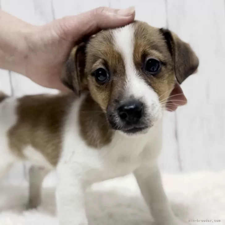 S.Y 様のお迎えした子犬