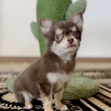 チワワ(ロング)【静岡県・男の子・2024年10月26日・チョコレートタン&ホワイト】の写真「❤️おしゃれな毛色の男の子❤️」