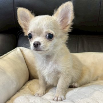 チワワ(ロング)【静岡県・女の子・2025年7月11日・クリーム】の写真「💕優しい女の子💕」