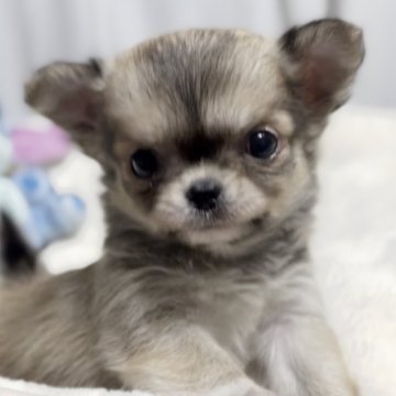 チワワ(ロング)【静岡県・女の子・2024年10月14日・フォーン&ホワイト】の写真「【移転セール価格】❤️人懐っこい女の子❤️」