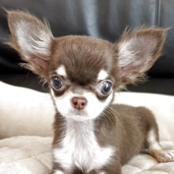 チワワ(ロング)【静岡県・女の子・2025年7月13日・チョコレートタン&ホワイト】の写真「💕小柄な可愛い女の子💕」