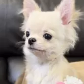 チワワ(ロング)