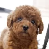 トイプードル(トイ)