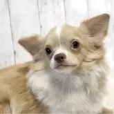 チワワ(ロング)