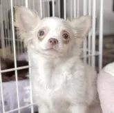 チワワ(ロング)
