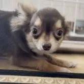チワワ(ロング)