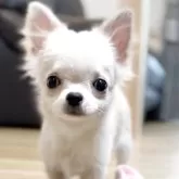 チワワ(ロング)