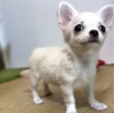 チワワ(ロング)