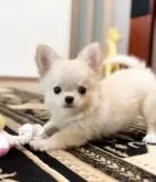 チワワ(ロング)【静岡県・男の子・2025年6月7日・クリーム】の写真8