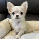 チワワ(ロング)【静岡県・女の子・2025年7月11日・クリーム】の写真3