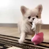 チワワ(ロング)【静岡県・男の子・2025年6月7日・クリーム】の写真9