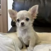チワワ(ロング)【静岡県・女の子・2025年7月11日・クリーム】の写真4