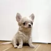 チワワ(ロング)【静岡県・男の子・2025年5月16日・クリーム&ホワイト】の写真5