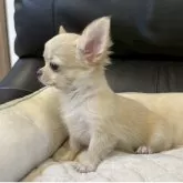 チワワ(ロング)【静岡県・女の子・2025年7月11日・クリーム】の写真6