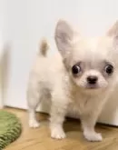 チワワ(ロング)【静岡県・男の子・2025年5月16日・クリーム&ホワイト】の写真7