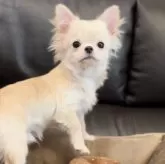 チワワ(ロング)【静岡県・男の子・2025年6月7日・クリーム】の写真4