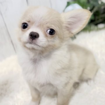 チワワ(ロング)【静岡県・女の子・2024年1月21日・クリーム&ホワイト】の写真「❤️大きなお耳がチャームポイントの女の子❤️」