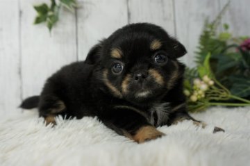 チワワ(ロング)【静岡県・女の子・2021年3月12日・ブラック&タン】の写真「おっとりとした可愛い女の子♪写真、動画更新しました」