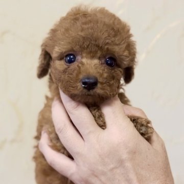 トイプードル(トイ)【静岡県・女の子・2024年6月2日・レッド】の写真「❤️クリクリおめめの可愛い女の子❤️」