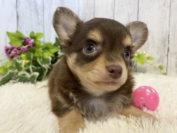 チワワ(ロング)【静岡県・男の子・2021年6月25日・チョコレート&タン】の写真「❤️むっちり可愛い男の子です❤️」