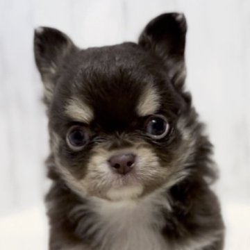 チワワ(ロング)【静岡県・女の子・2024年1月23日・チョコタン&ホワイト】の写真「❤️キュッとお鼻が詰まった可愛い女の子❤️」