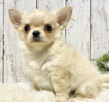 チワワ(ロング)【静岡県・男の子・2021年11月27日・クリーム】の写真「❤️お鼻の詰まった可愛い男の子です❤️」