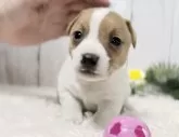 ジャックラッセルテリア【静岡県・女の子・2024年3月12日・ホワイト&タン】の写真2