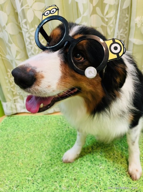 オーストラリアからお迎えした父親犬です！｜佐藤　清隆(さとう　きよたか)ブリーダー(福岡県・ボーダーコリー・JKC登録)の紹介写真4