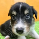 ボーダーコリー