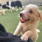 ボーダーコリー