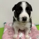 ボーダーコリー【福岡県・女の子・2024年5月11日・ブラック&ホワイト】の写真1「目も開いて活発になってきています！」