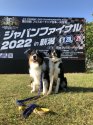 ボーダーコリー【・男の子・2020年12月27日・トライカラー ブラック】「昨年はフリスビーで我が家初のファイル(全国大会)に連れて行ってくれました！」