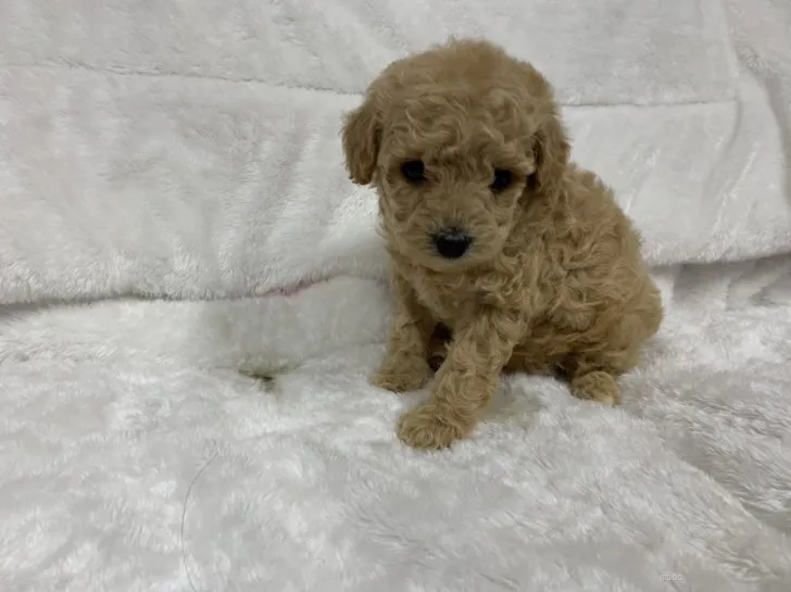 TM 様のお迎えした子犬
