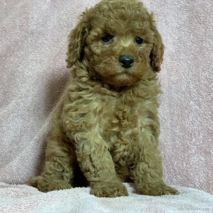 ID：2211-02710の子犬
