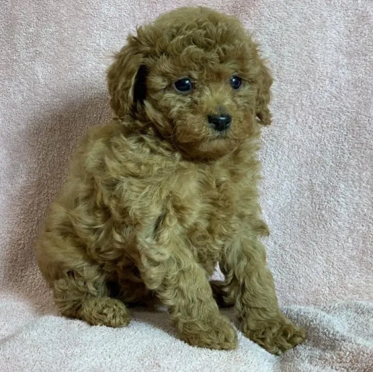 ID:2211-02707の子犬