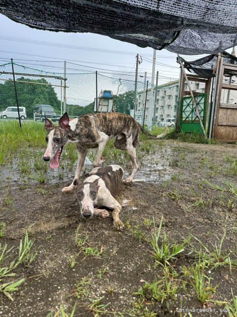 雨の日のドッグランが大好き！｜吉田　茶奈(よしだ　ちゃな)ブリーダー(大分県・柴犬など・JKC/日本犬保存会登録)の紹介写真10