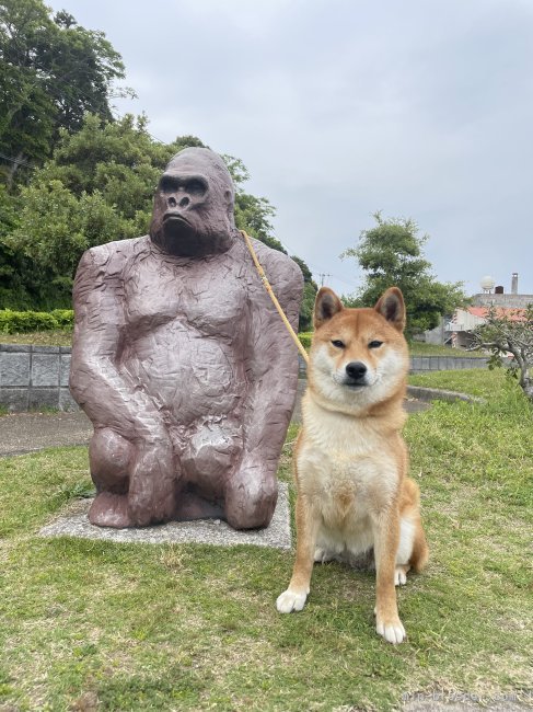 柴犬の出雲と空港でゴリラの置物と📸｜吉田　茶奈(よしだ　ちゃな)ブリーダー(大分県・柴犬など・JKC/日本犬保存会登録)の紹介写真1