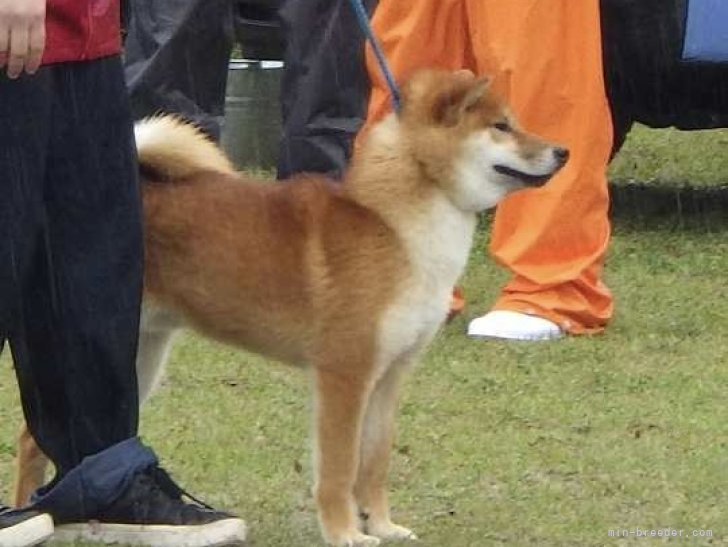 まだまだな引き方で研究と練習あるのみです。