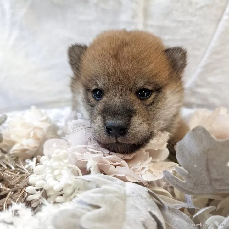 柴犬(標準サイズ)【大分県・女の子・2025年10月1日・赤】の写真1「ずーと　スリスリしたい位　可愛いです。」