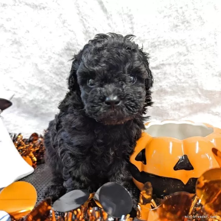 ID：2508-06668の子犬