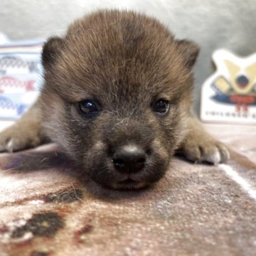 柴犬(標準サイズ)【大分県・女の子・2025年3月26日・赤】の写真「女のらしくなれるかしら？」