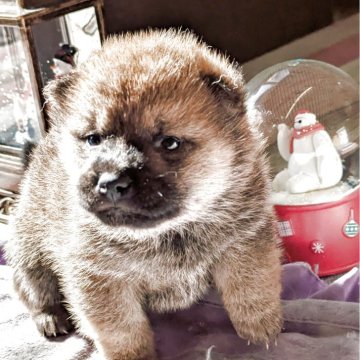 柴犬(標準サイズ)【大分県・男の子・2025年10月22日・赤】の写真「まだまだ赤ちゃん
ママが大好き」