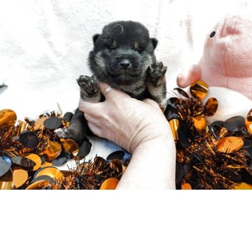 柴犬(標準サイズ)【大分県・男の子・2025年10月1日・黒】の写真「少し〜ビビリだけど立派な日本犬になります。」