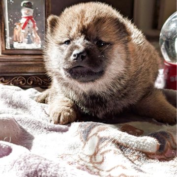 柴犬(標準サイズ)【大分県・女の子・2025年10月22日・赤】の写真「可愛い女の子です。」