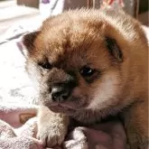 柴犬(標準サイズ)【大分県・女の子・2025年10月22日・赤】の写真1「将来が楽しみな女の子」