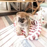 柴犬(標準サイズ)