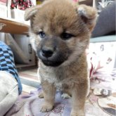 柴犬(標準サイズ)