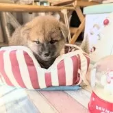 柴犬(標準サイズ)